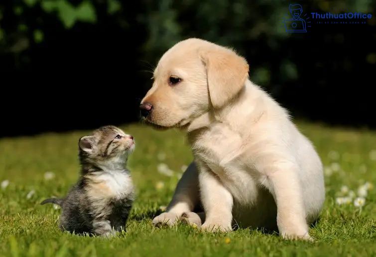 Cách cắt ảnh trong Word và nhiều ứng dụng khác mà bạn có thể chưa biết 2 cách cắt ảnh trong Word